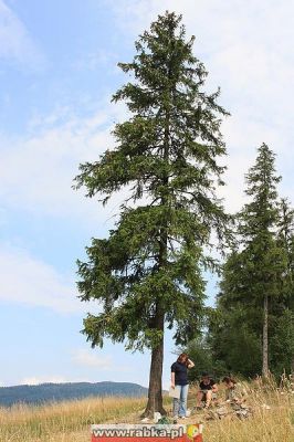 Kliknij aby obejrzeć w pełnym rozmiarze