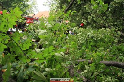 Kliknij aby obejrzeć w pełnym rozmiarze