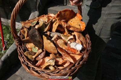 Kliknij aby obejrzeć w pełnym rozmiarze