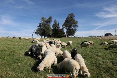 Kliknij aby obejrzeć w pełnym rozmiarze