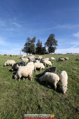 Kliknij aby obejrzeć w pełnym rozmiarze