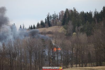 Kliknij aby obejrzeć w pełnym rozmiarze