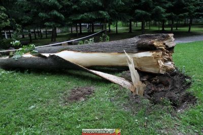 Kliknij aby obejrzeć w pełnym rozmiarze