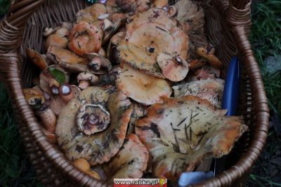 Kliknij aby obejrzeć w pełnym rozmiarze