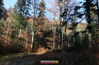 Kliknij aby obejrzeć w pełnym rozmiarze