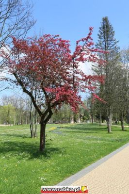 Kliknij aby obejrzeć w pełnym rozmiarze
