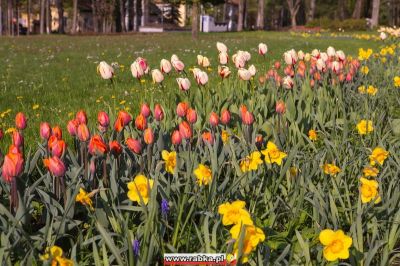 Kliknij aby obejrzeć w pełnym rozmiarze