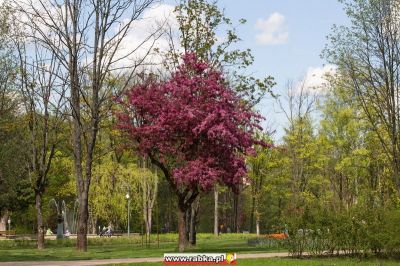 Kliknij aby obejrzeć w pełnym rozmiarze