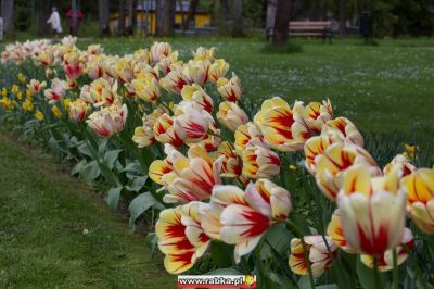 Kliknij aby obejrzeć w pełnym rozmiarze