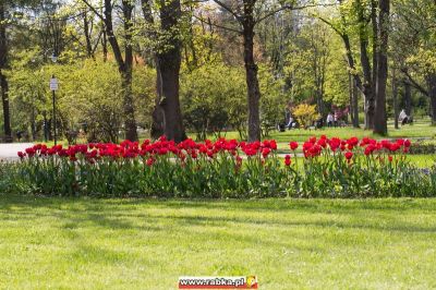 Kliknij aby obejrzeć w pełnym rozmiarze