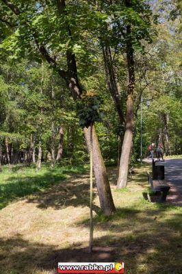 Kliknij aby obejrzeć w pełnym rozmiarze