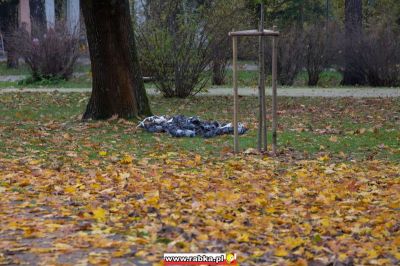 Kliknij aby obejrzeć w pełnym rozmiarze