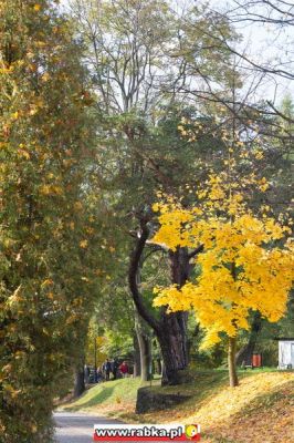 Kliknij aby obejrzeć w pełnym rozmiarze