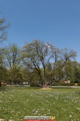 Kliknij aby obejrzeć w pełnym rozmiarze